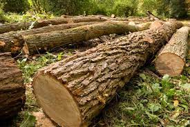 Image of trees cut down illustrates damage to environment